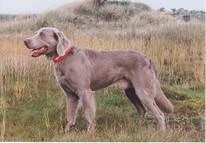 WEIMARANER